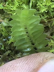 Cyathophorum bulbosum