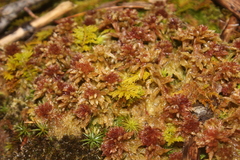 Sphagnum