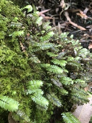 Cyathophorum bulbosum