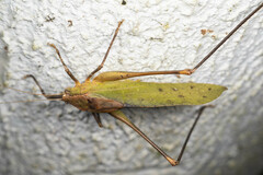 Mecopoda
