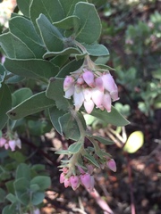 Arctostaphylos auriculata