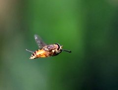 Scaptia auriflua