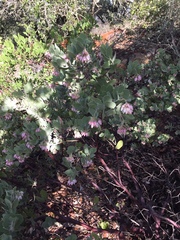 Arctostaphylos auriculata