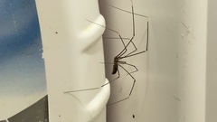 Smeringopus pallidus