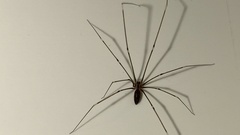 Smeringopus pallidus