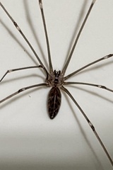 Smeringopus pallidus