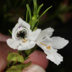 Prostanthera nivea