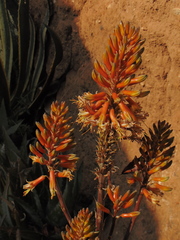 Aloe greatheadii