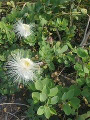 Capparis sandwichiana