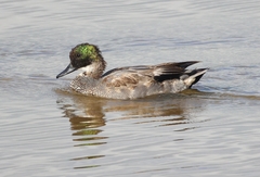 Mareca falcata