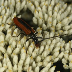 Stenoderus suturalis