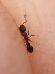 Cardiocondyla