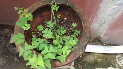 Oxalis