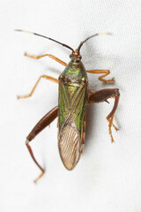 Cloresmini