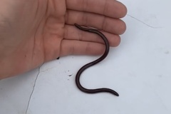 Indotyphlops braminus