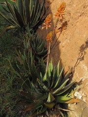 Aloe greatheadii