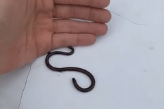 Indotyphlops braminus