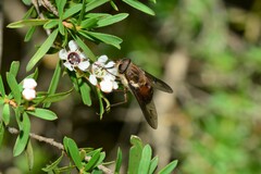 Scaptia maculiventris