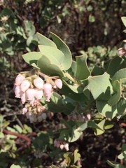 Arctostaphylos auriculata