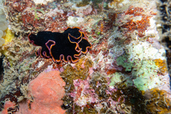 Pseudobiceros gloriosus