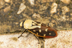 Phymatostetha rufolimbata