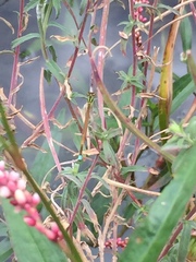 Ischnura aurora aurora