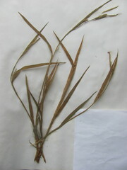 Carex digitalis digitalis