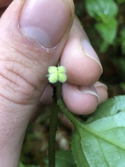 Hackelia latifolia