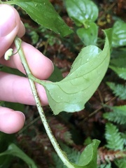 Hackelia latifolia