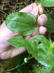 Hackelia latifolia