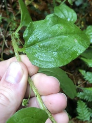 Hackelia latifolia