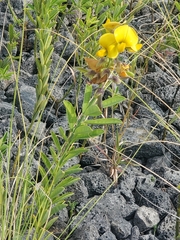 Crotalaria retusa