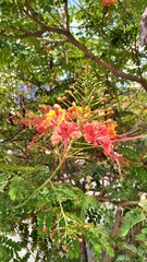 Caesalpinia pulcherrima
