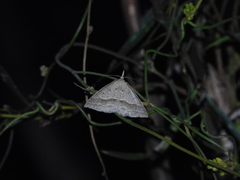 Epidesmia hypenaria