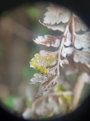 Siphonolejeunea nudipes