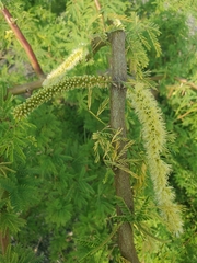 Prosopis pallida