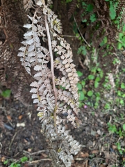Siphonolejeunea nudipes