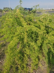 Prosopis pallida