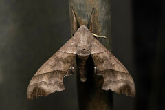 Polyptychus trilineatus