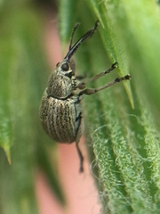 Exapion ulicis