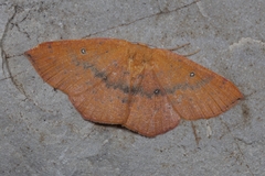 Cyclophora puppillaria