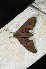 Marumba cristata