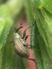 Exapion ulicis