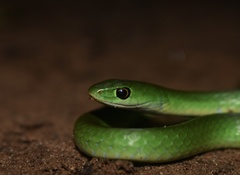 Philothamnus hoplogaster