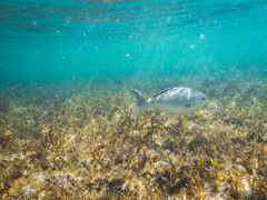 Kyphosus cornelii