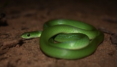 Philothamnus hoplogaster