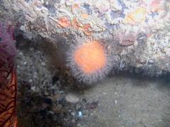 Alcyonium digitatum