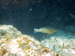 Scarus ghobban