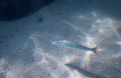 Sillaginodes punctatus