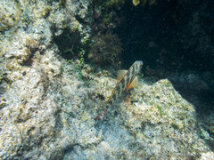 Goniistius rubrolabiatus